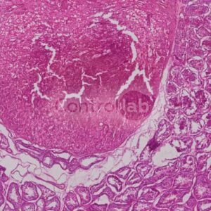 Anatomia patologica VET