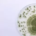 Aspergillus BM 1