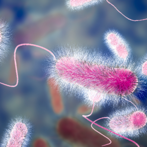 Bacteria do pneumophila de Legionella