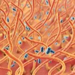 Bordetella pertussis BM.j