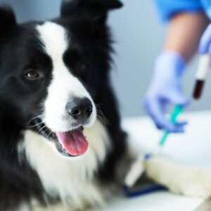 Imuno-hematologia Canino