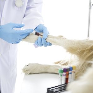 Cinomose Canina Imunologia
