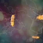 Bactéria Clostridium difficile