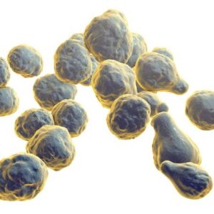 Cryptococcus iStock 808708682