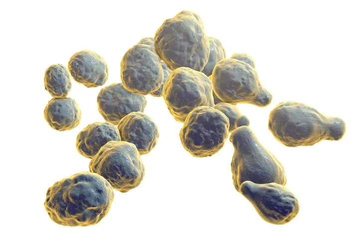 Cryptococcus - Molecular Biology