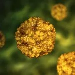 Enterovírus, um grupo de vírus de RNA que inclui ecovírus, Coxsackievírus, rinovírus e outros