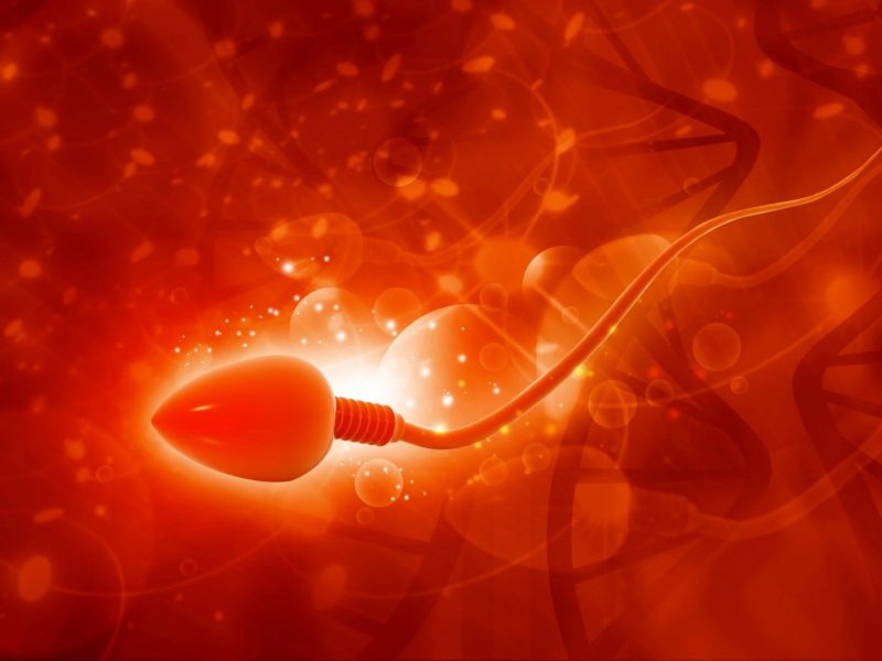 Única célula de esperma masculino