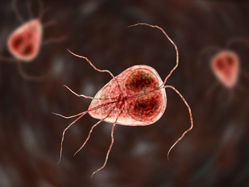 Giardia sp. - Biologia Molecular