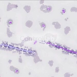 Hemoparasitologia VET