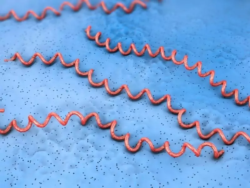 Borrelia burgdorferi - Immunology