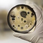 Cultura de mofo em placa de ágar, cena de laboratório