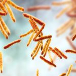 Bactéria Mycobacterium tuberculosis