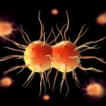 NEISSERIA GONORRHOEAE BACTERIA
