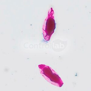 Parasitologia 2