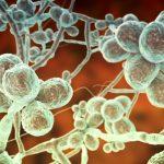 Fungus Sporothrix schenckii, agente causador da infecção esporotricose