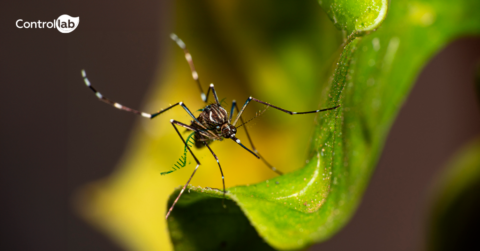 A importância da precisão dos laudos no controle da Dengue