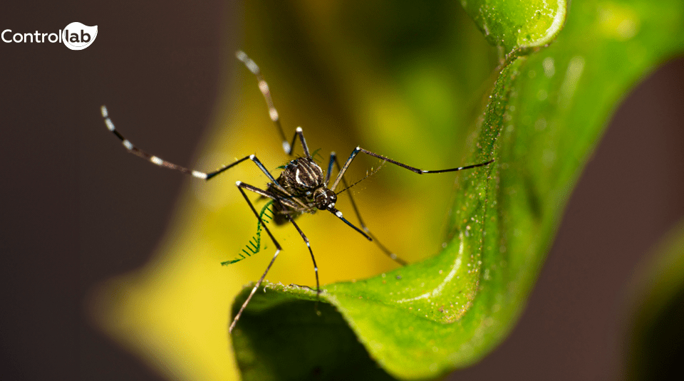 A importância da precisão dos laudos no controle da Dengue