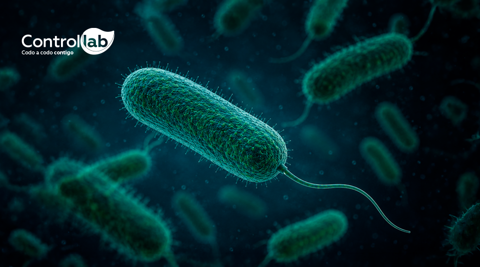 Pseudomonas aeruginosa