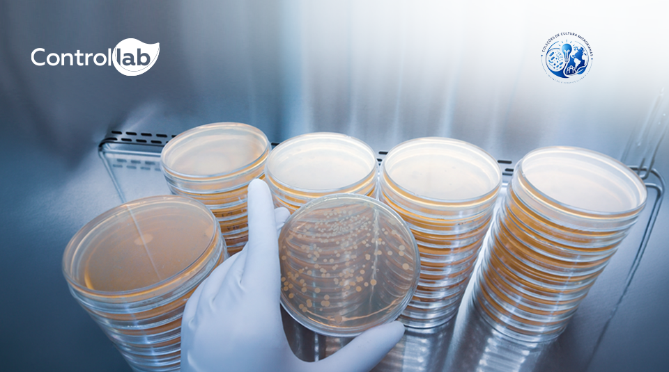 Participação da Controllab em curso sobre coleções de culturas microbianas e controle da qualidade.