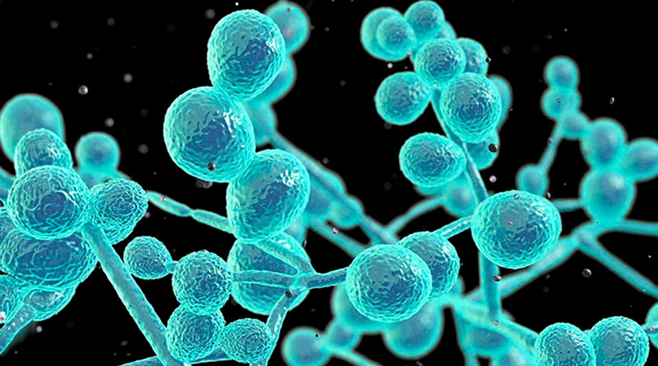 Candida auris em alerta: sua rotina laboratorial está preparada