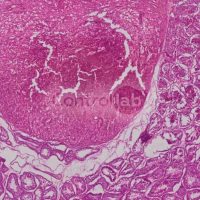 Anatomia-patologica-VET
