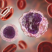 Lymphocyte left and monocyte right surrounded by red blood cells, 3D illustration