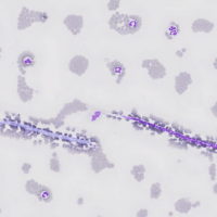 Hemoparasitologia VET