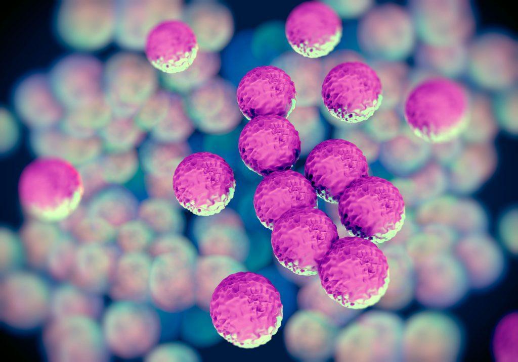 Staphylococcus Biologíia Molecular Controllab