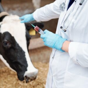 leucose bovina cat controllab