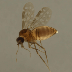 Mosquito - Febre Oropouche